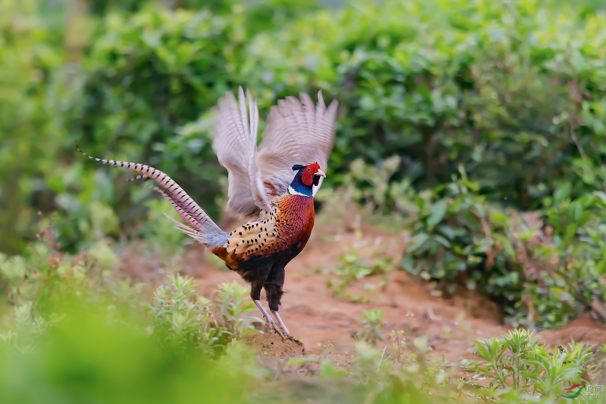 春来了稚鸡报晓