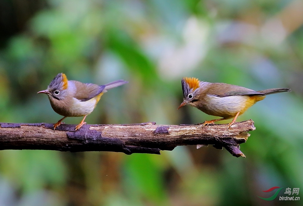 《棕肛凤鹛》(一杆二鸟)