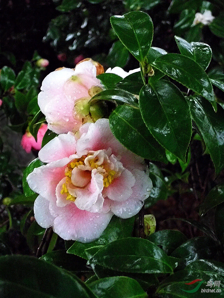 雨中茶花