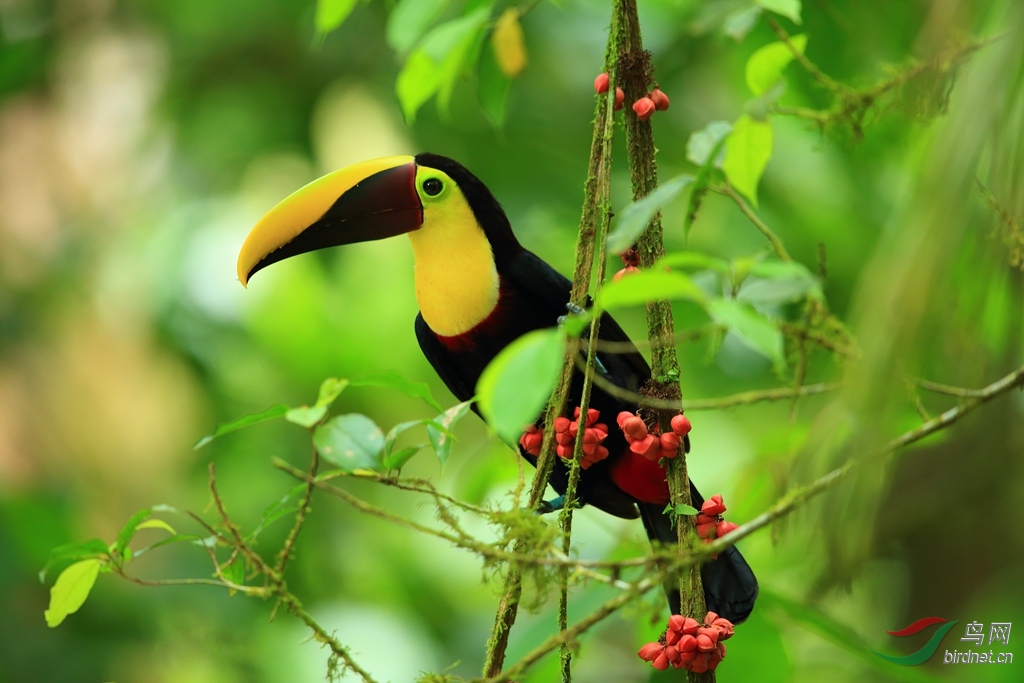 黑嘴巨嘴鸟black-mandibled toucan.jpg