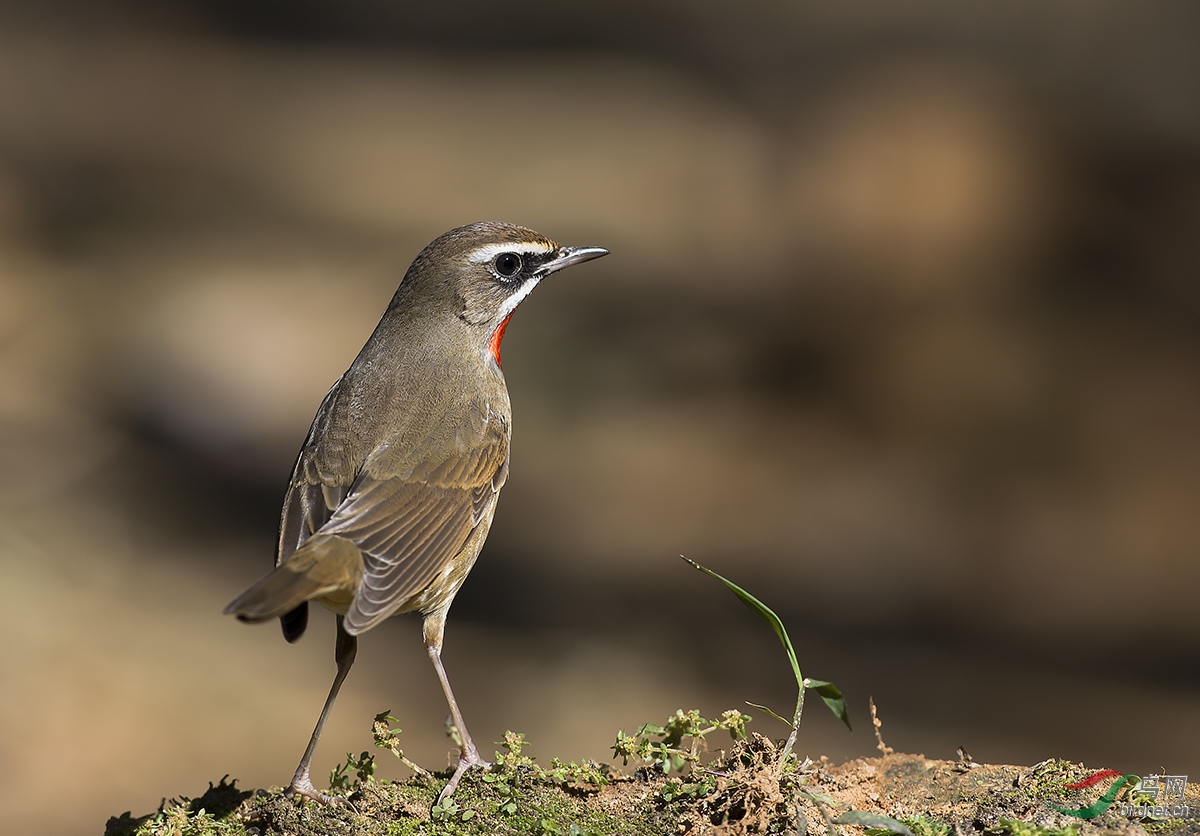红喉祝老师们周末愉快