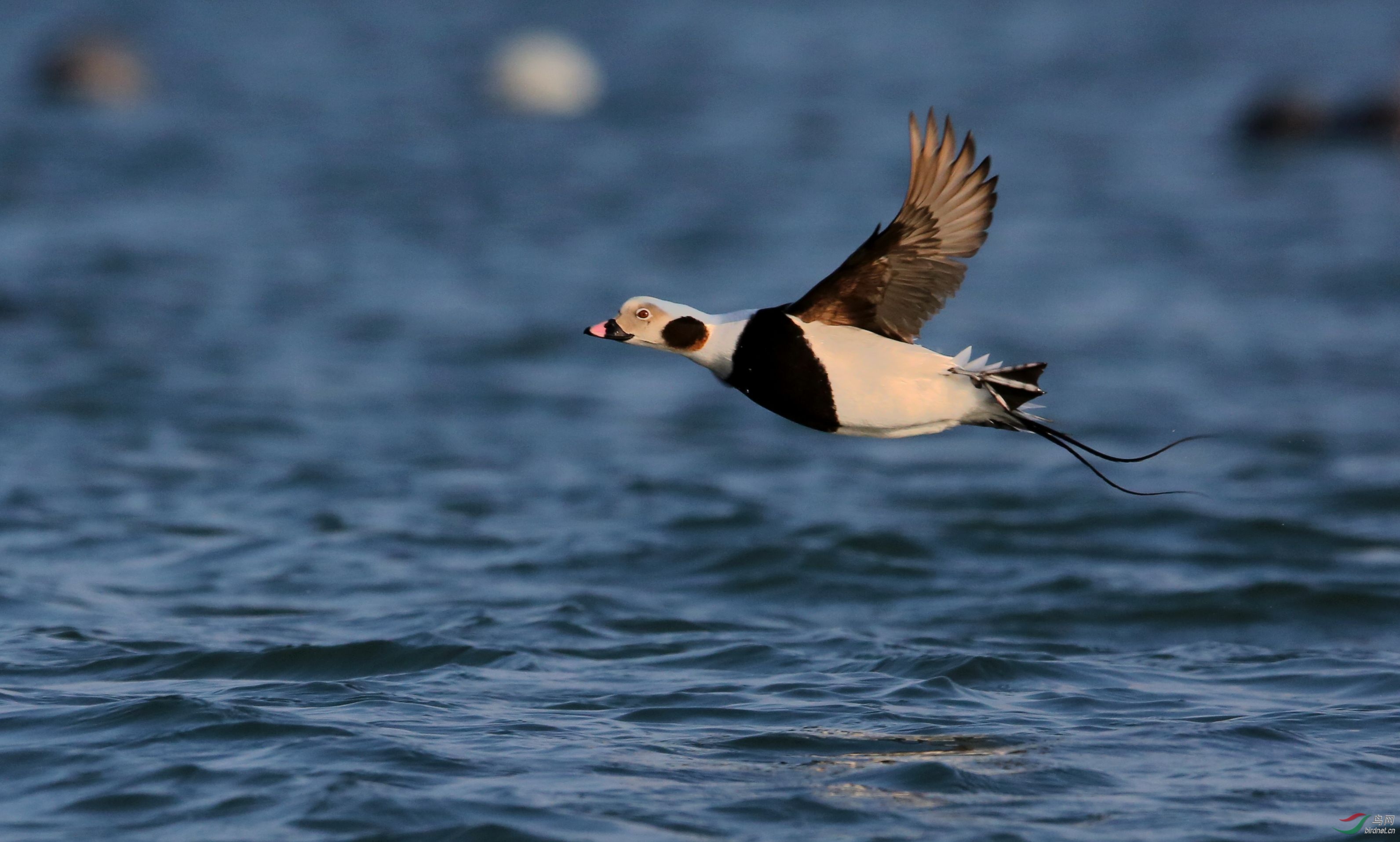 大连王家岛漂亮的长尾鸭