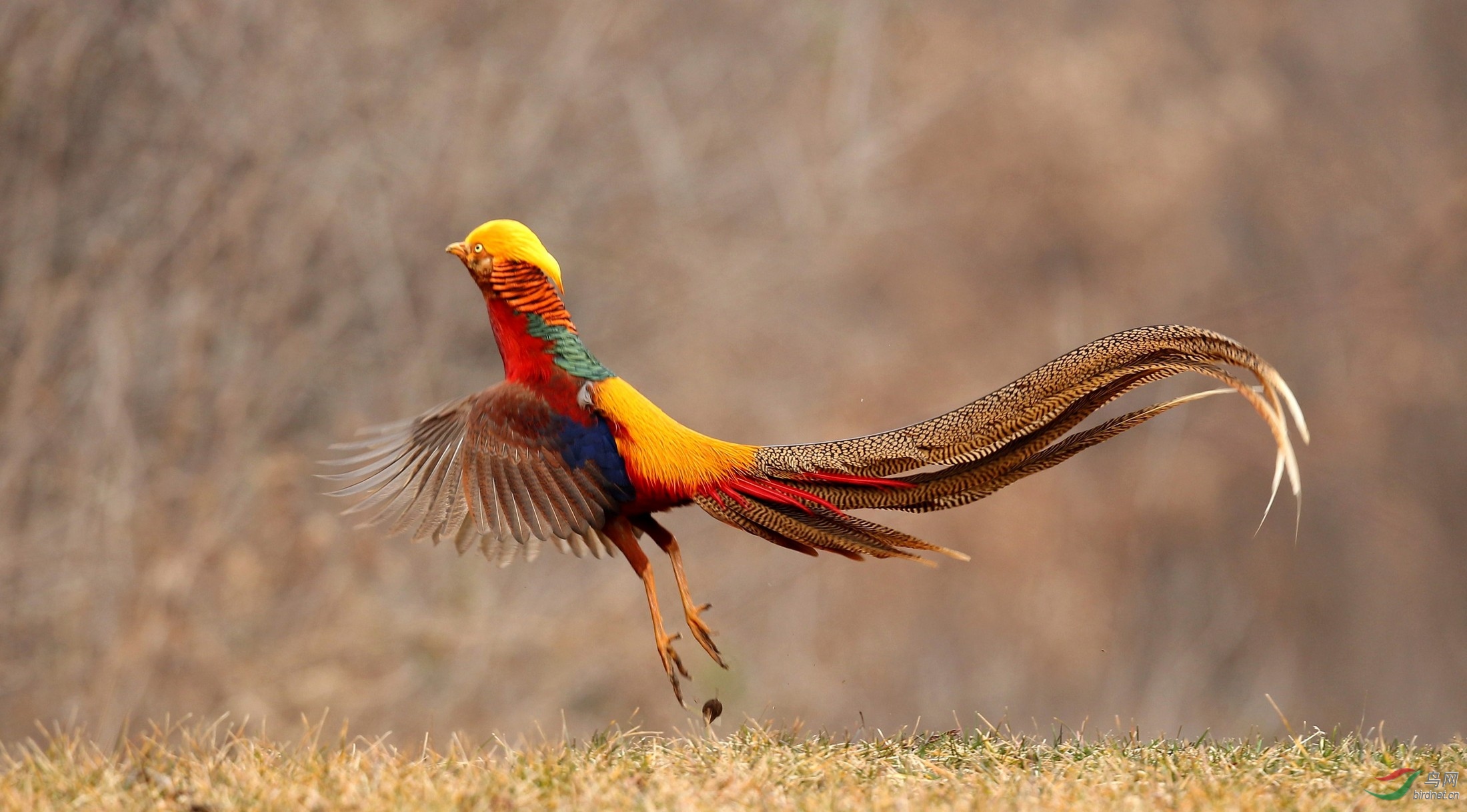 红腹锦鸡祝云南版越办越红火017