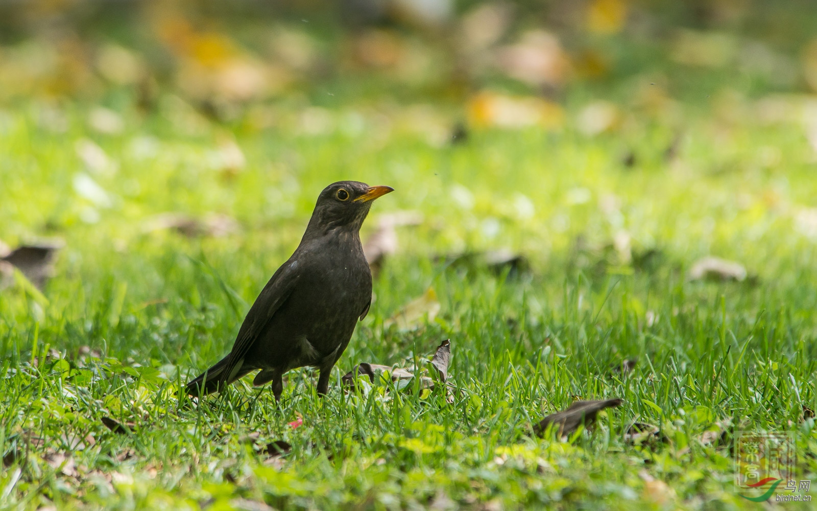 草地上有只街霸乌鸫