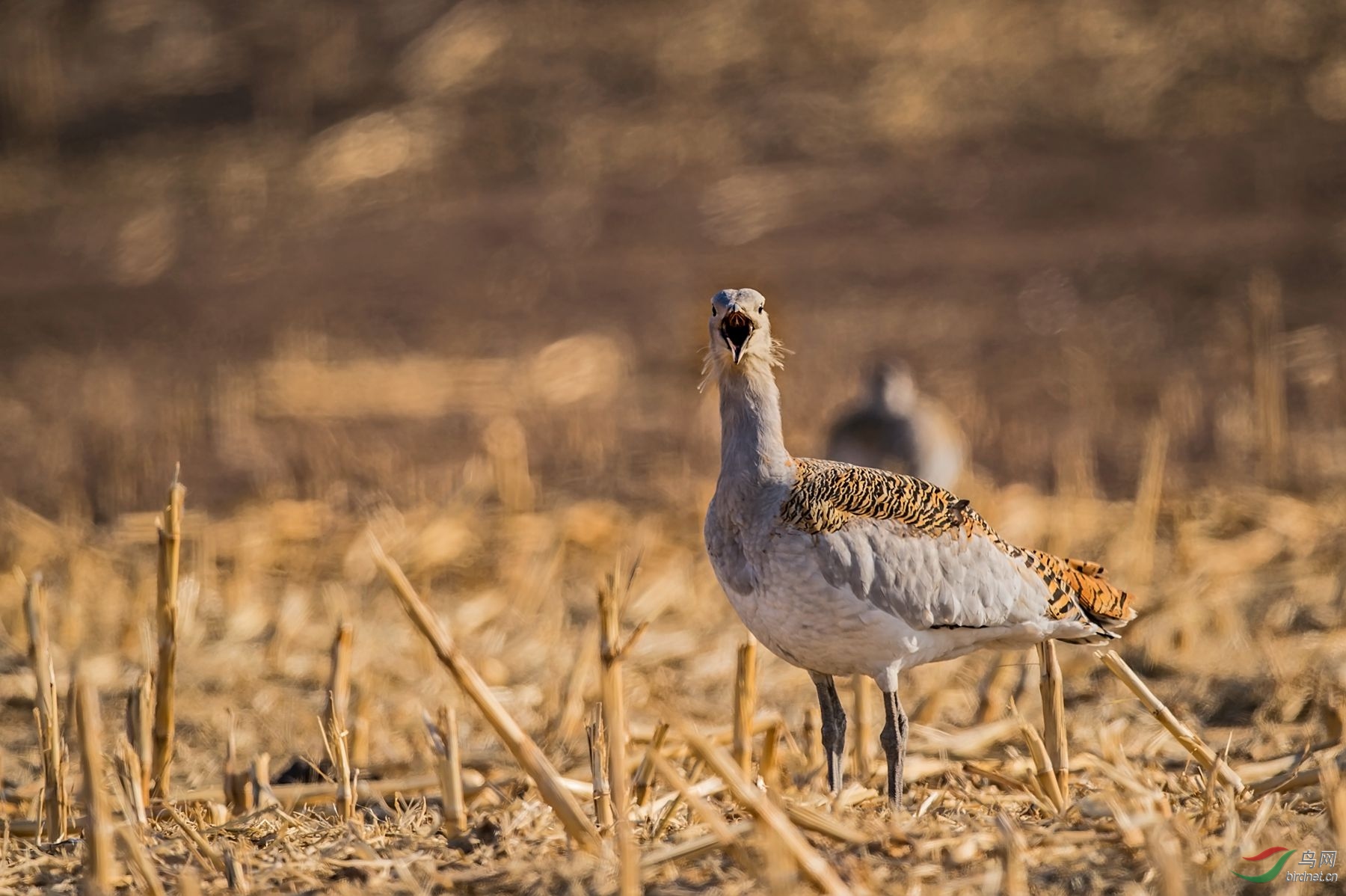 大鸨- 辽宁版 liaoning 鸟网