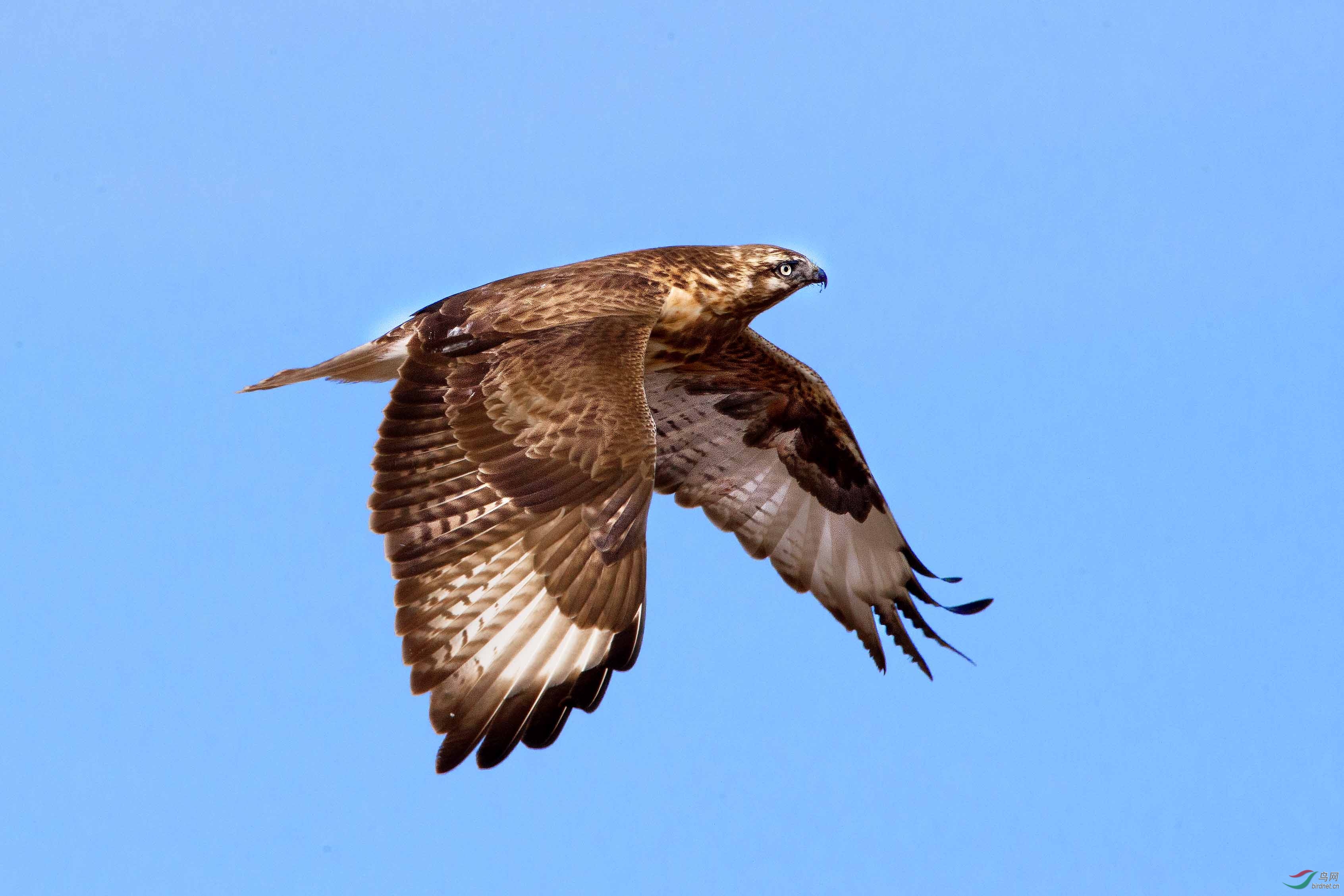 蓝天飞翔的大鵟