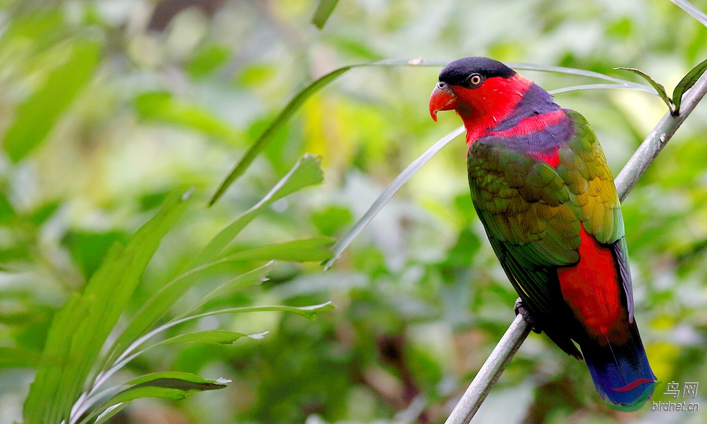 国家一级保护动物所有品种彩虹鹦鹉