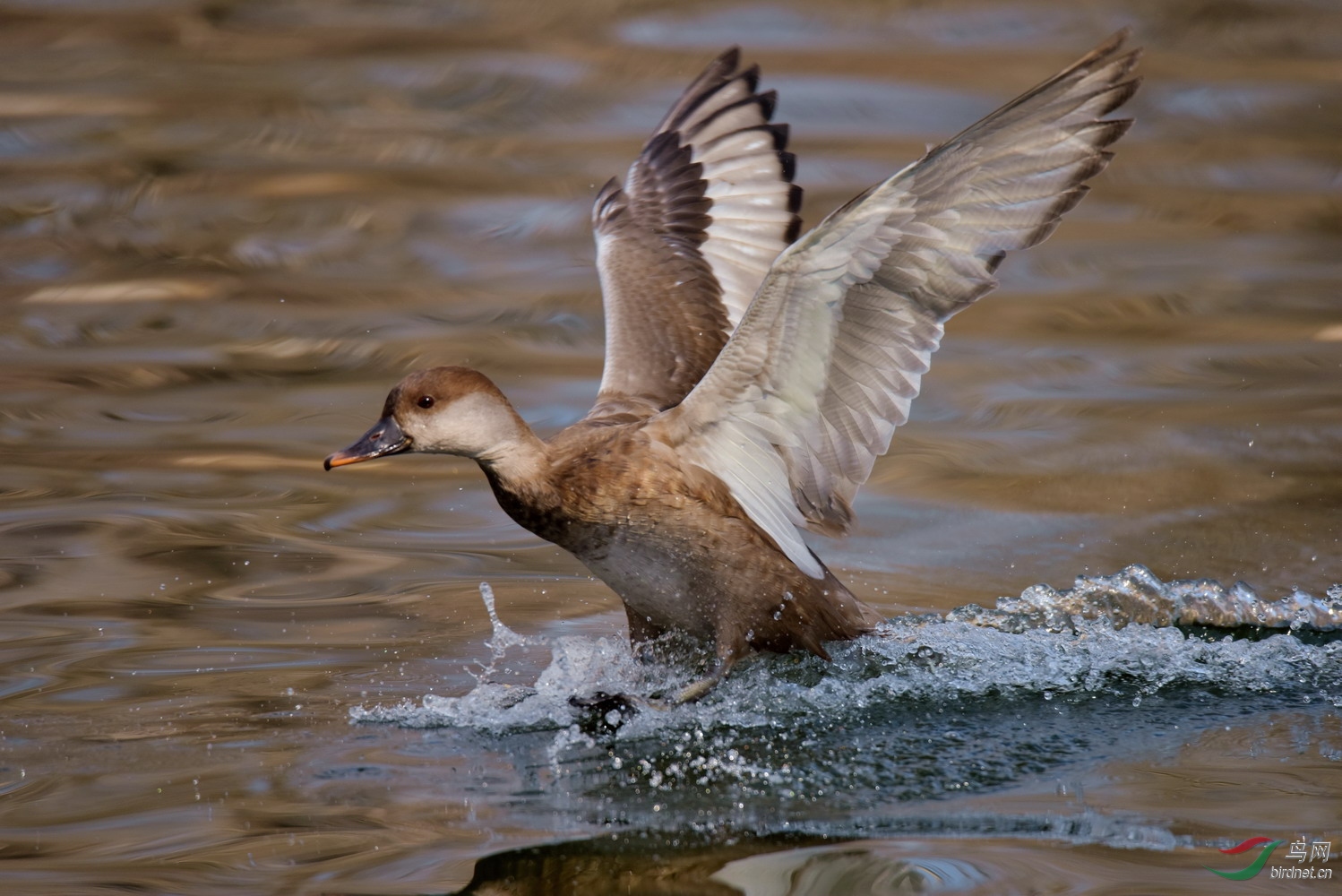 赤膀鸭的人来疯
