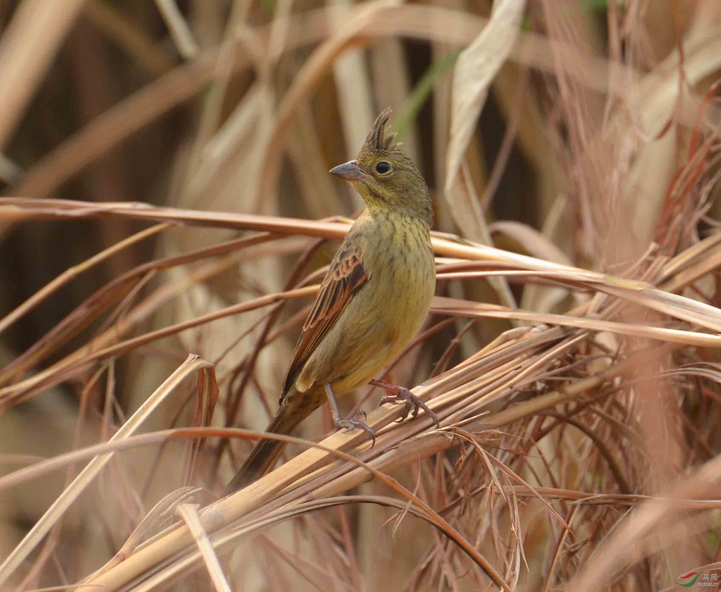 芦苇丛中的凤头鹀