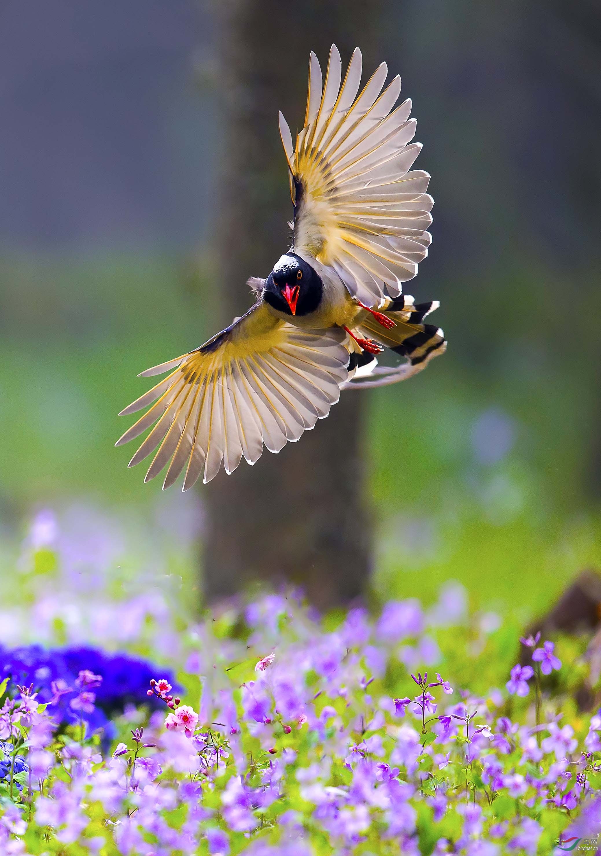 红嘴蓝鹊飞版红嘴蓝鹊贺图一荣获首页每日精华
