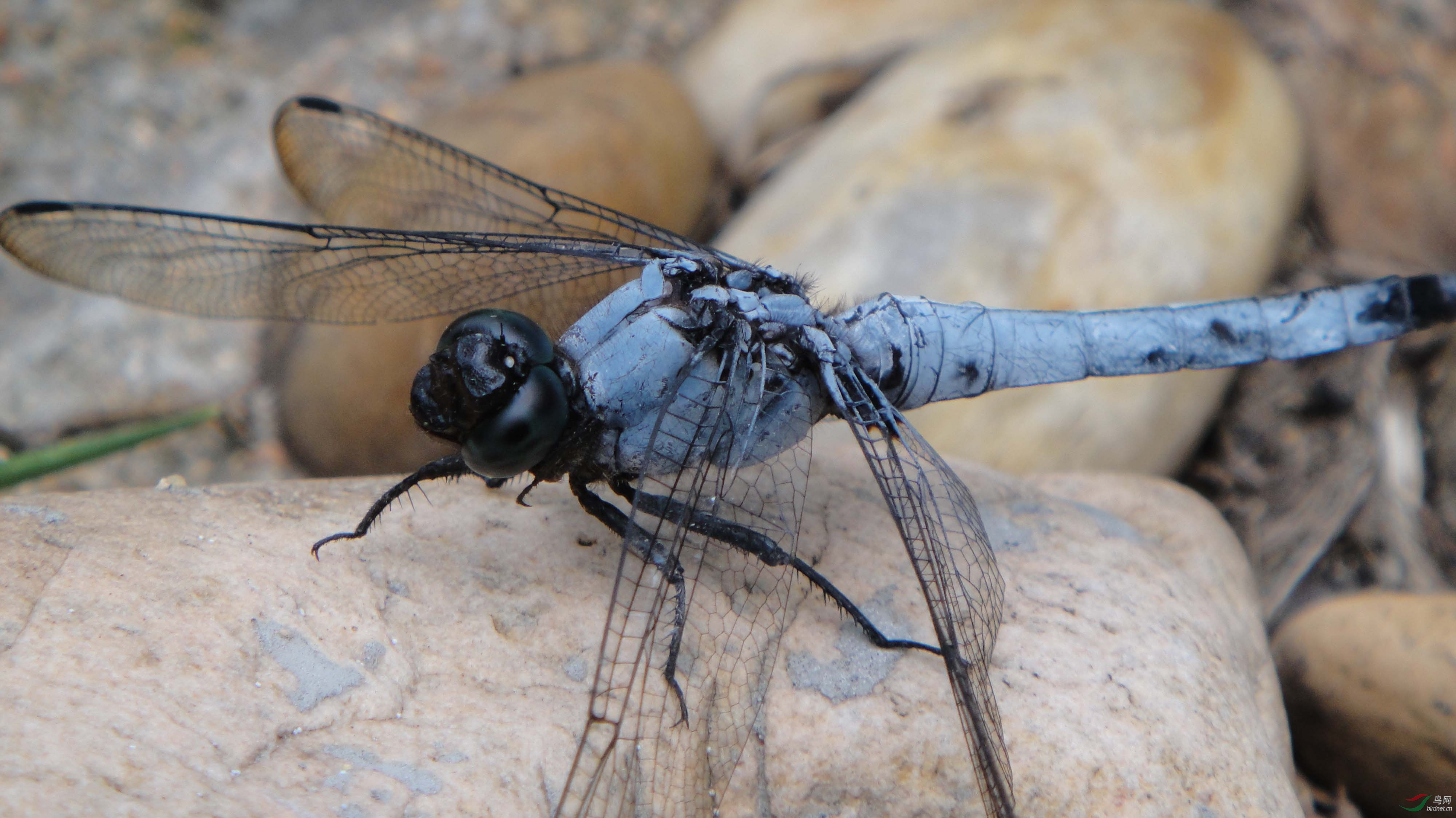 黑异色灰蜻(灰黑蜻蜓)
