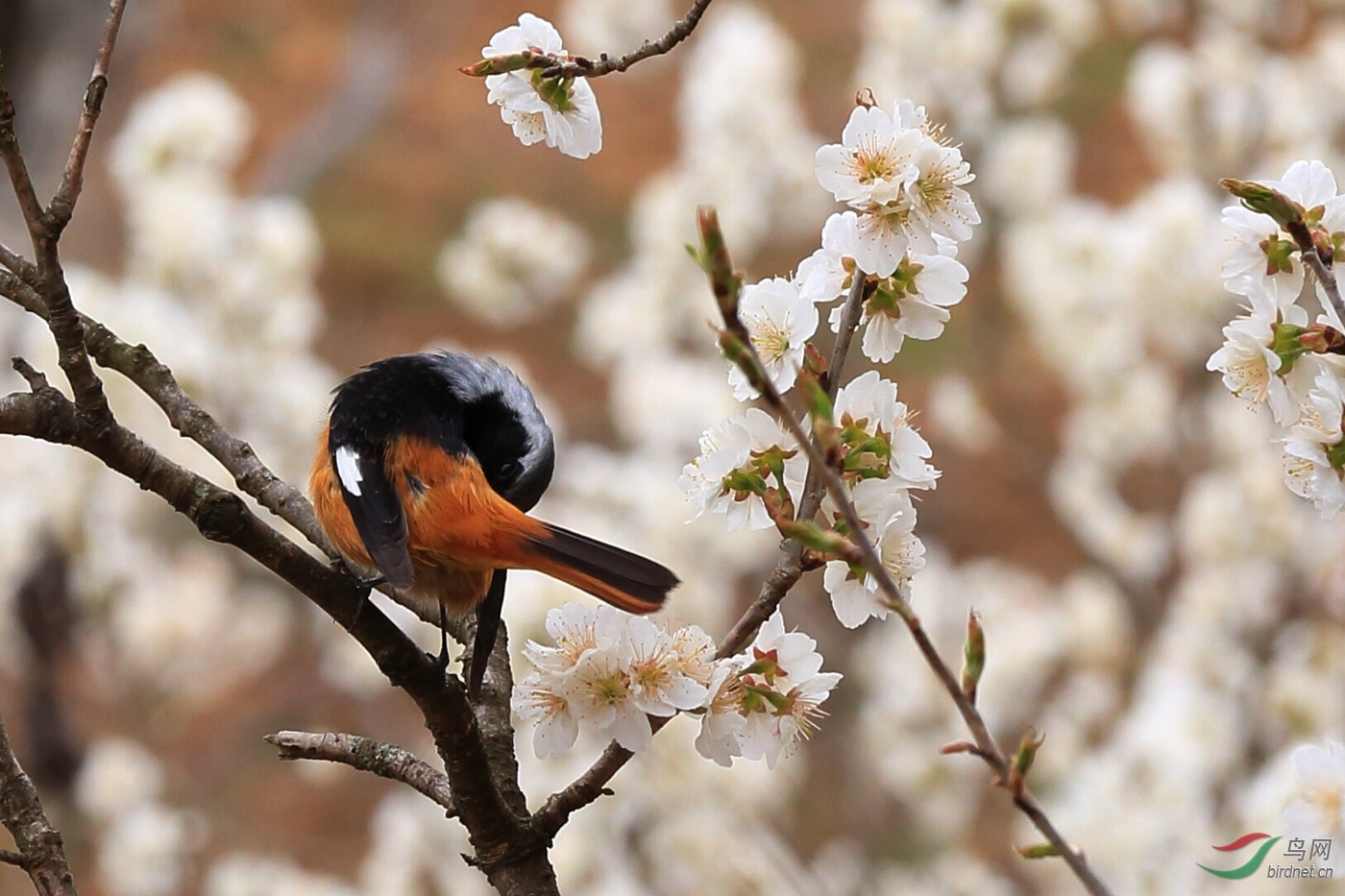 [林鳥] 花鳥圖-----祝女士們三八節快樂