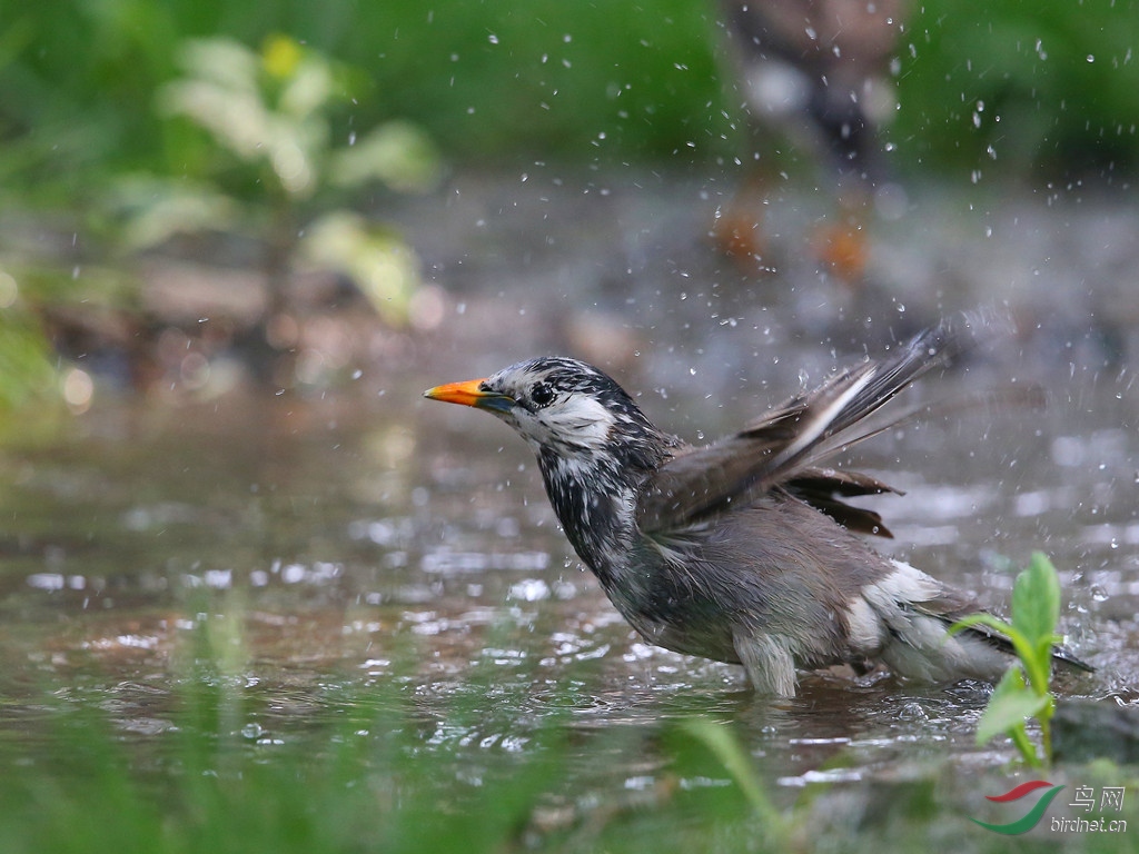 灰椋鳥戲水