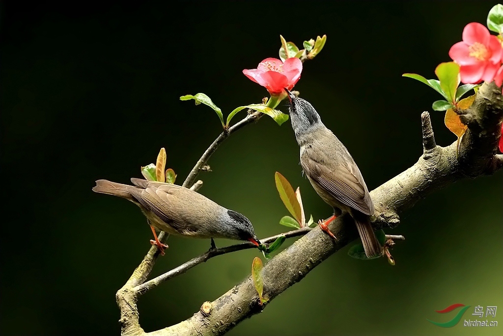 雙鳥圖