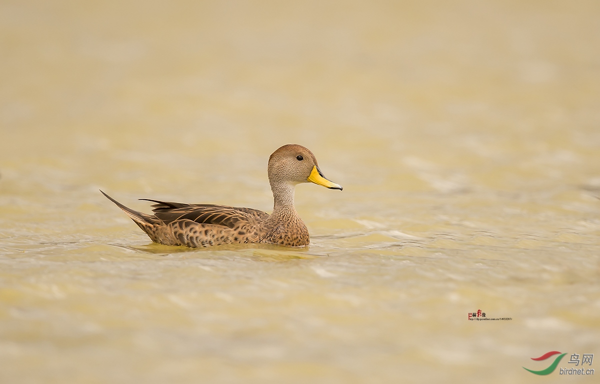 黄嘴针尾鸭黄嘴针尾鸭贺图二获首页精华