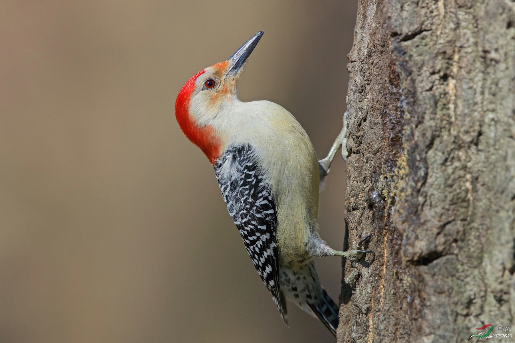 红腹啄木鸟redbelliedwoodpecker
