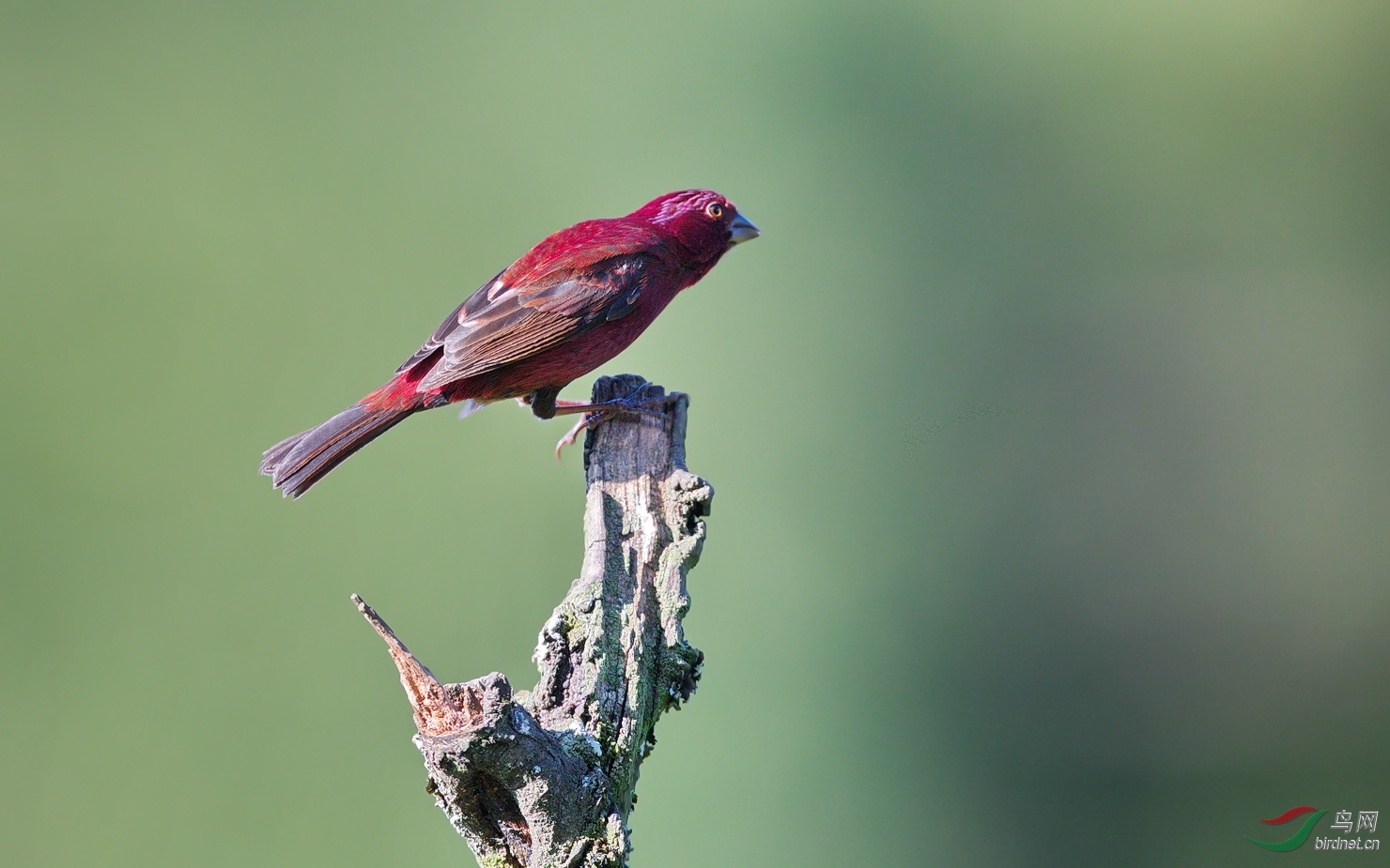 酒红朱雀三连拍