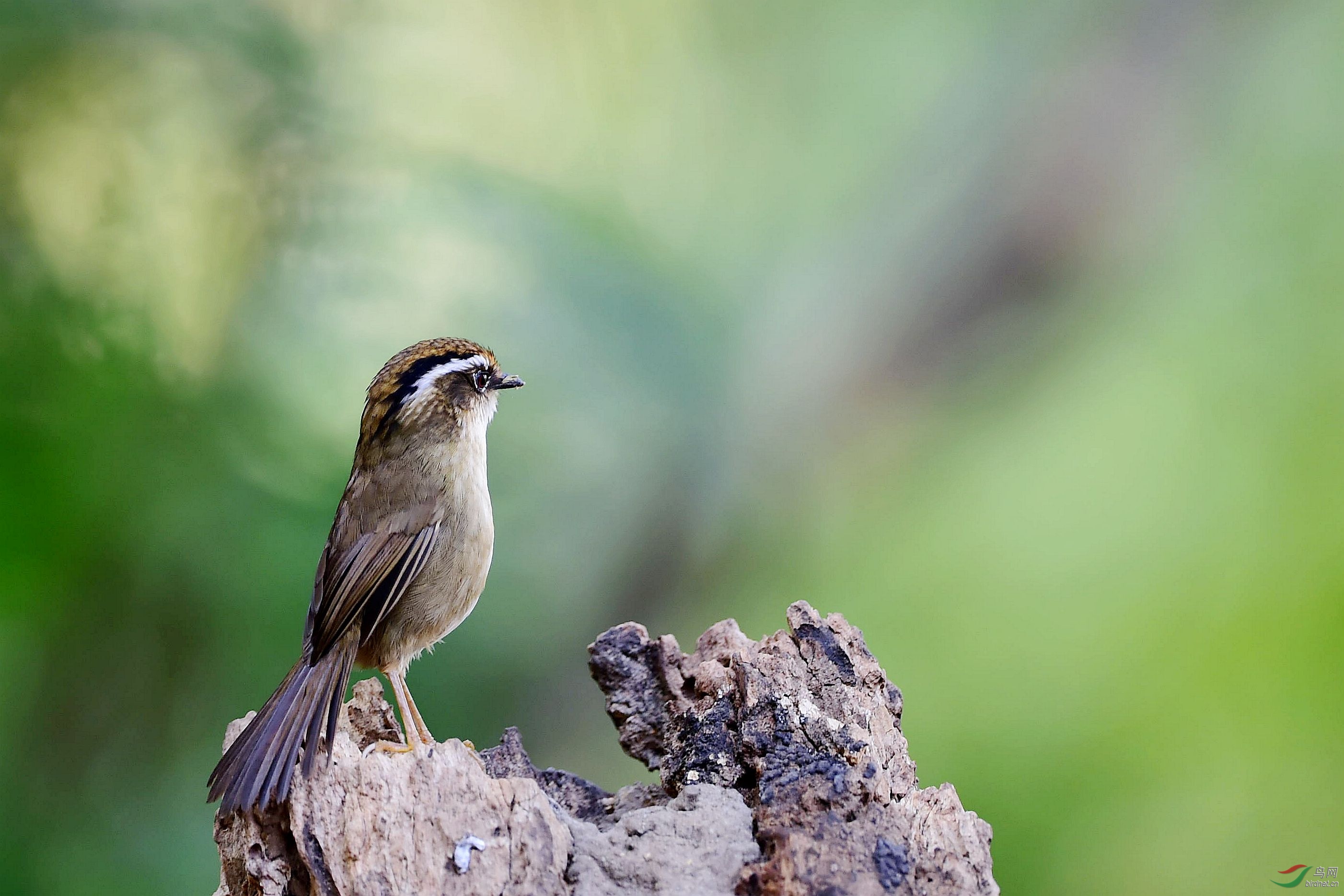 褐胁雀鹛-开路前锋