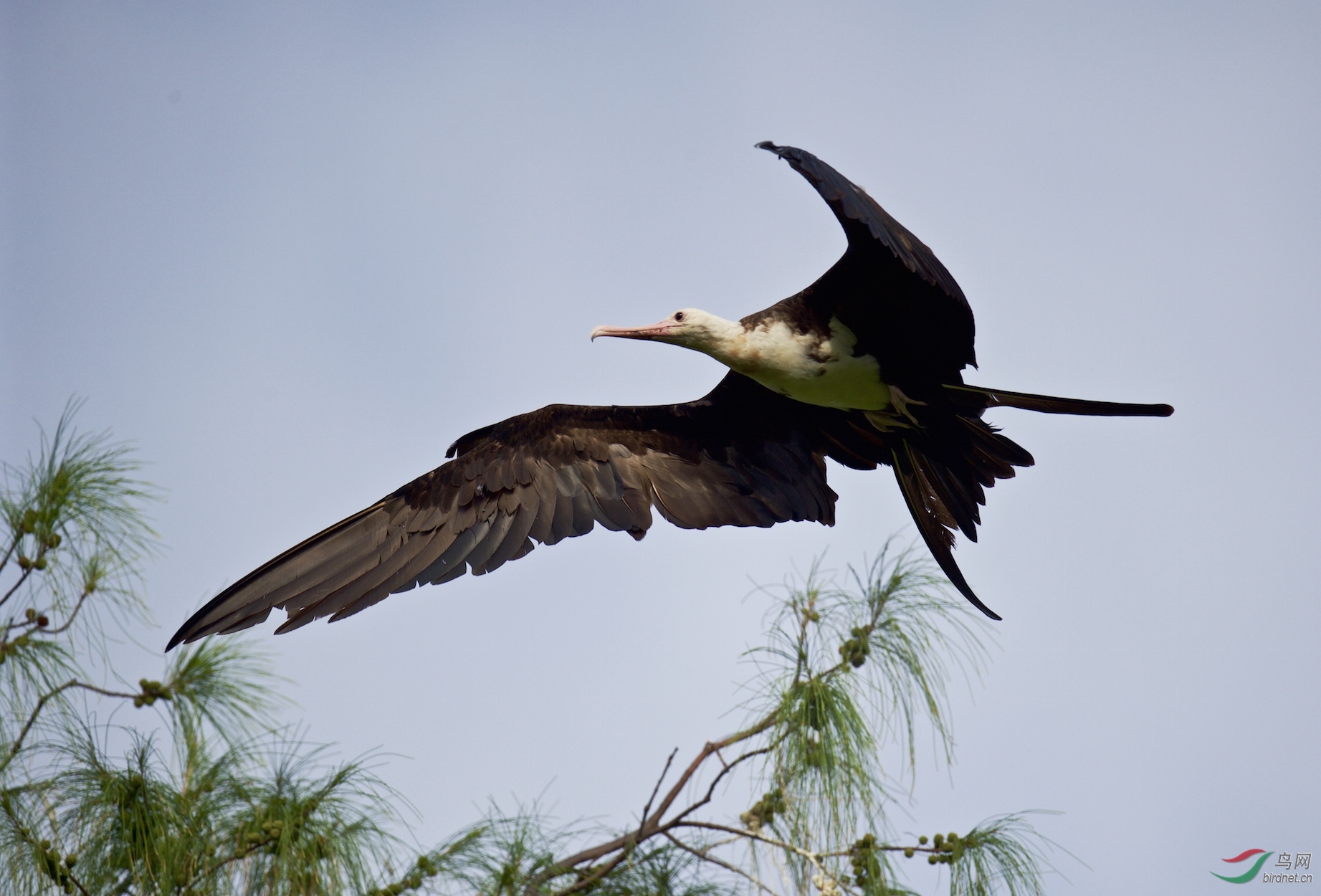 塞舌尔鸟岛黑腹军舰鸟