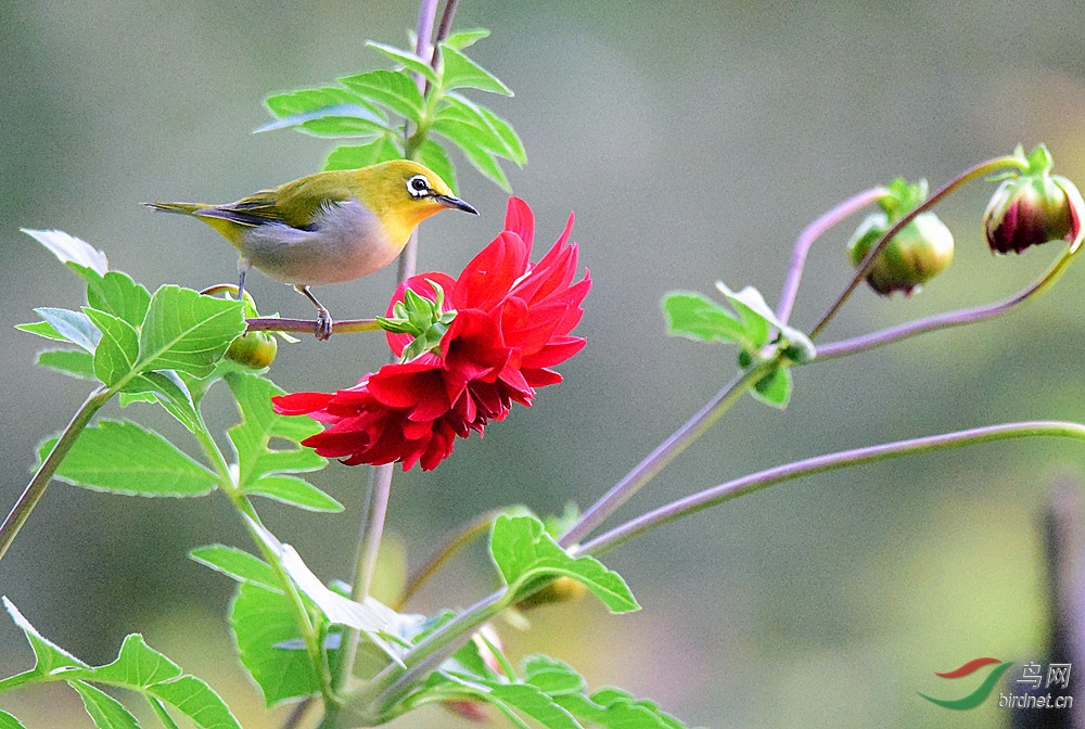 DSC_9909_����.jpg