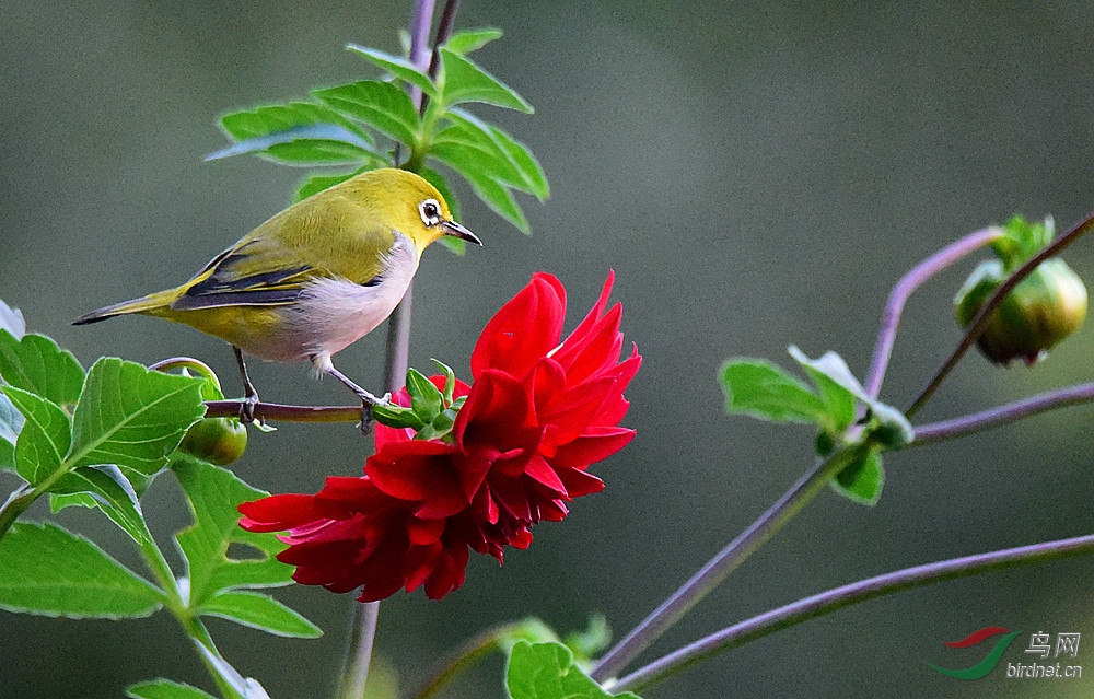 DSC_9912_����.jpg
