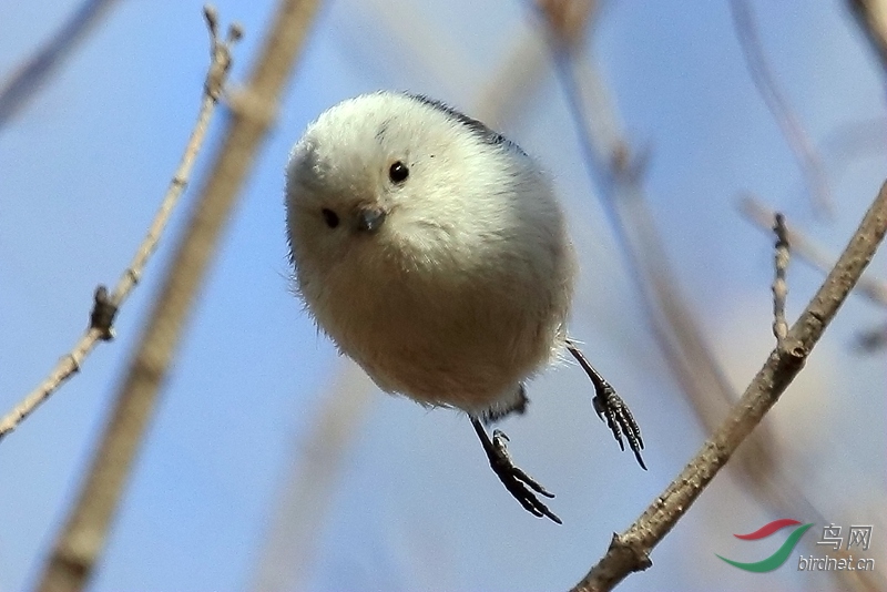 世界上最萌的鸟类银喉白尾山雀