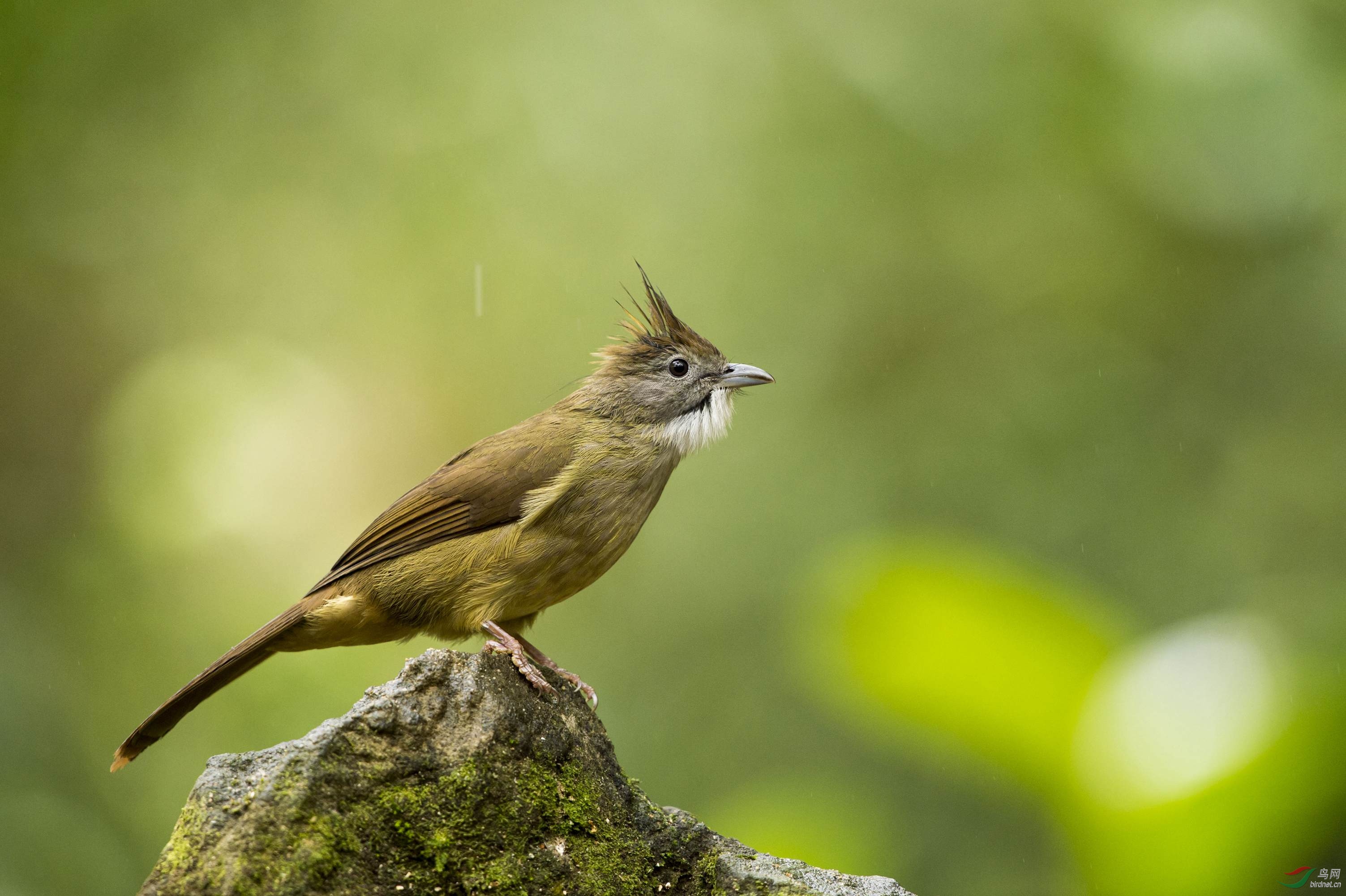 弄岗的白喉冠鹎