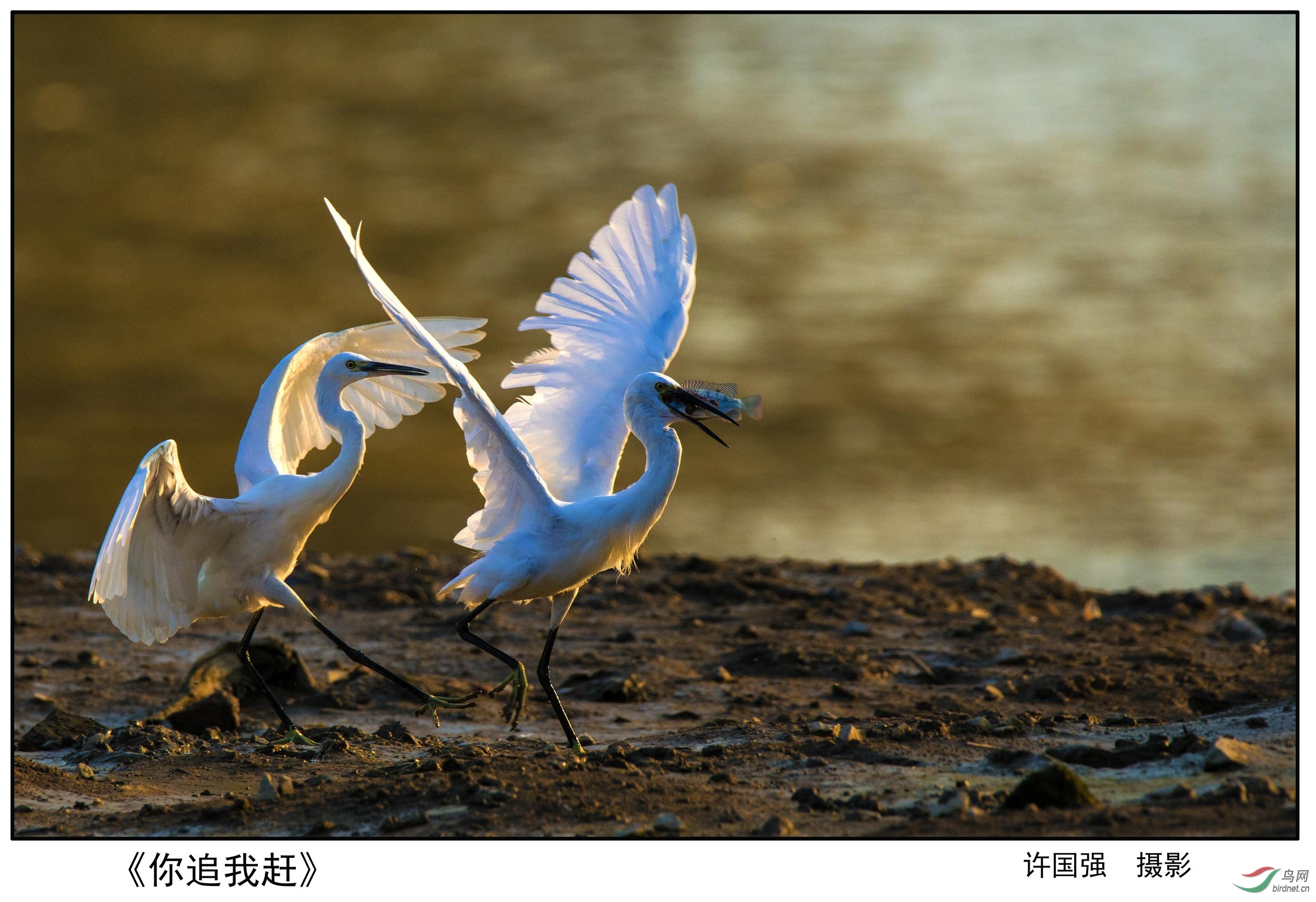 《你追我趕》攝影於福建泉州.