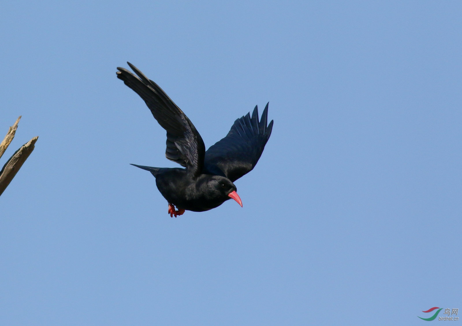 红嘴山鸦装修忙