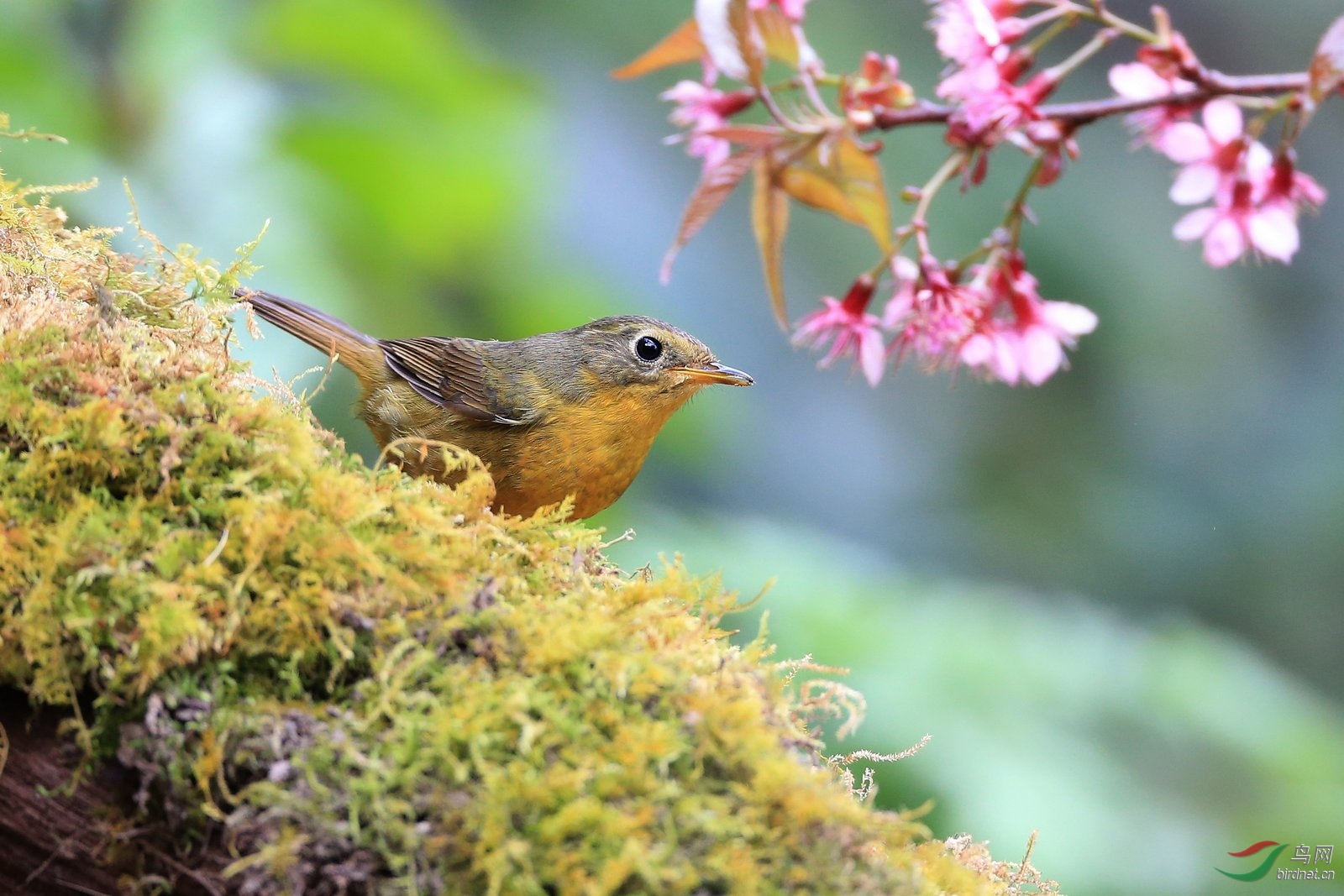 [林鳥]