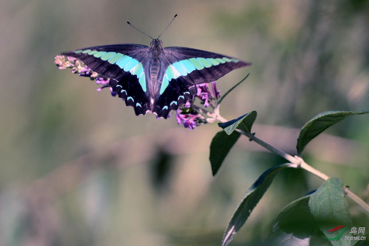 宽带青凤蝶(一)