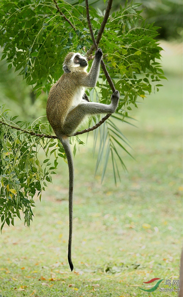 洛马米长尾猴图片