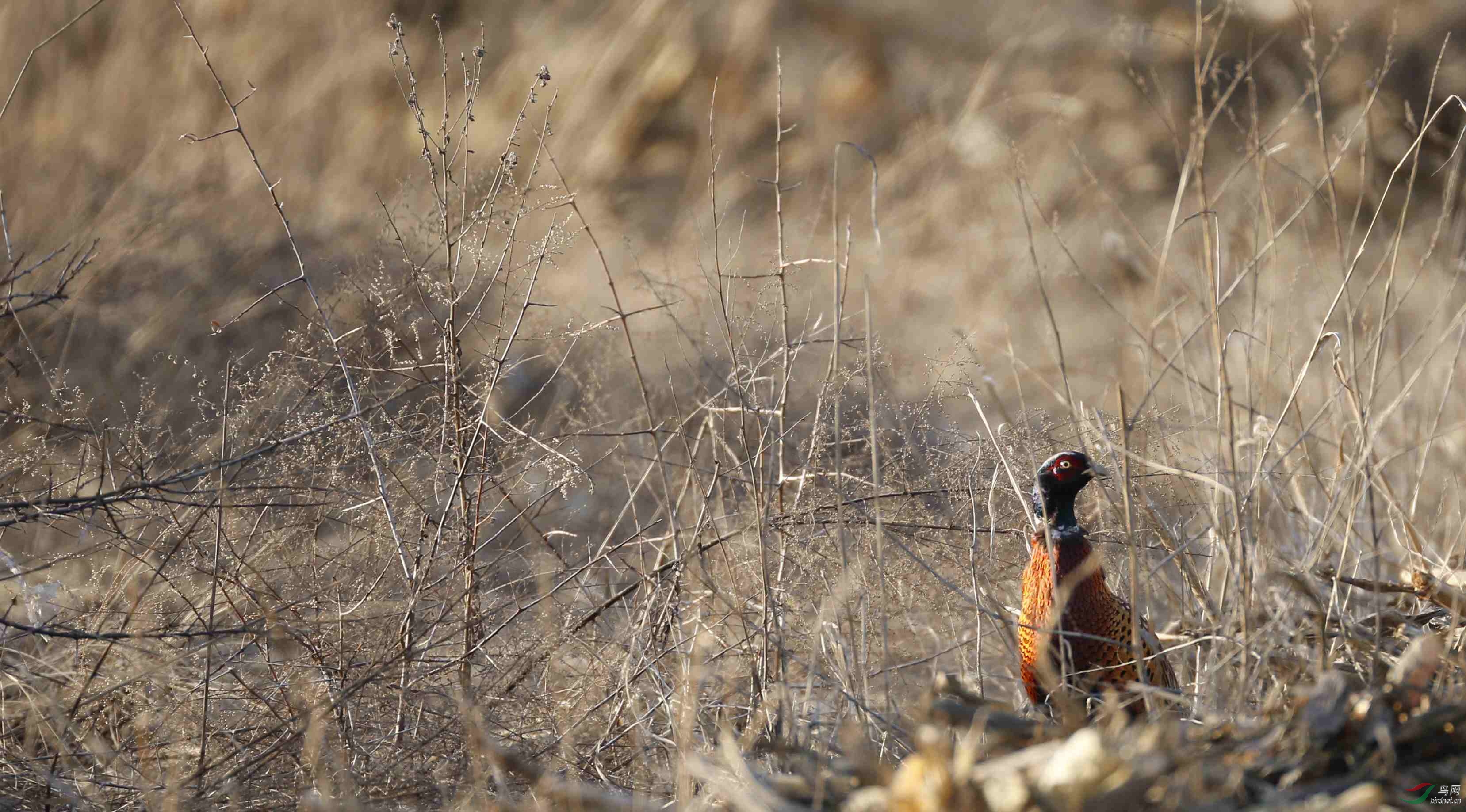 一组草丛中野山鸡