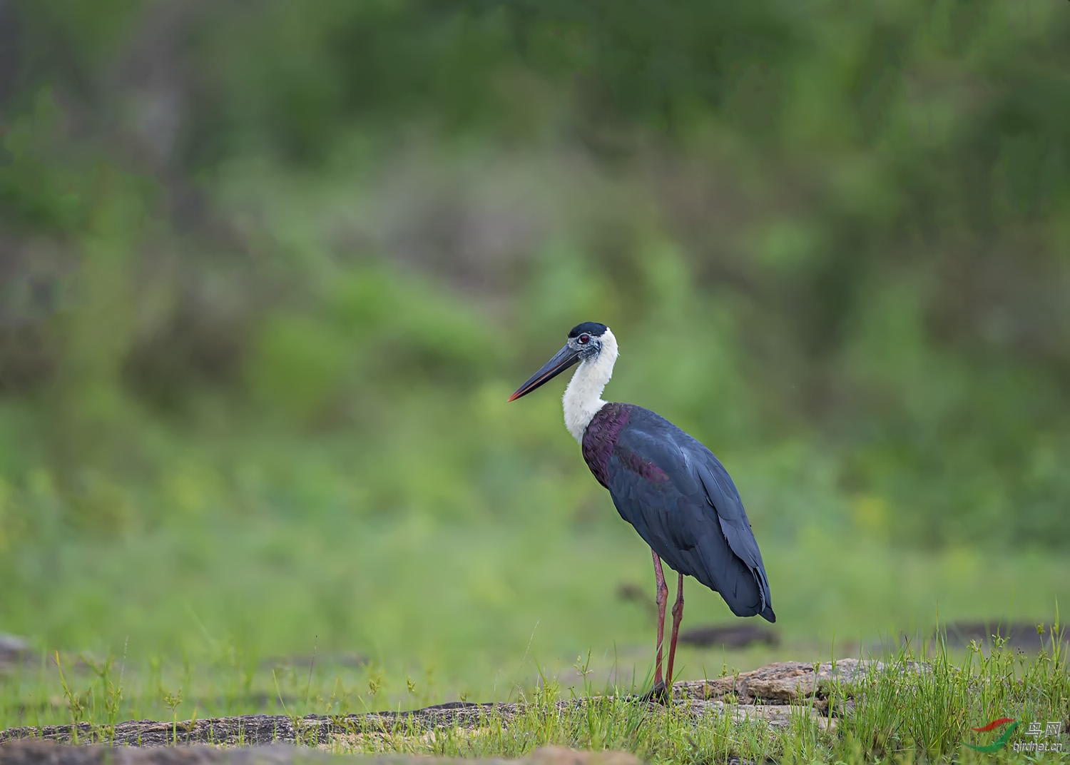 白颈鹳白颈鹳图3被推荐到每日精华