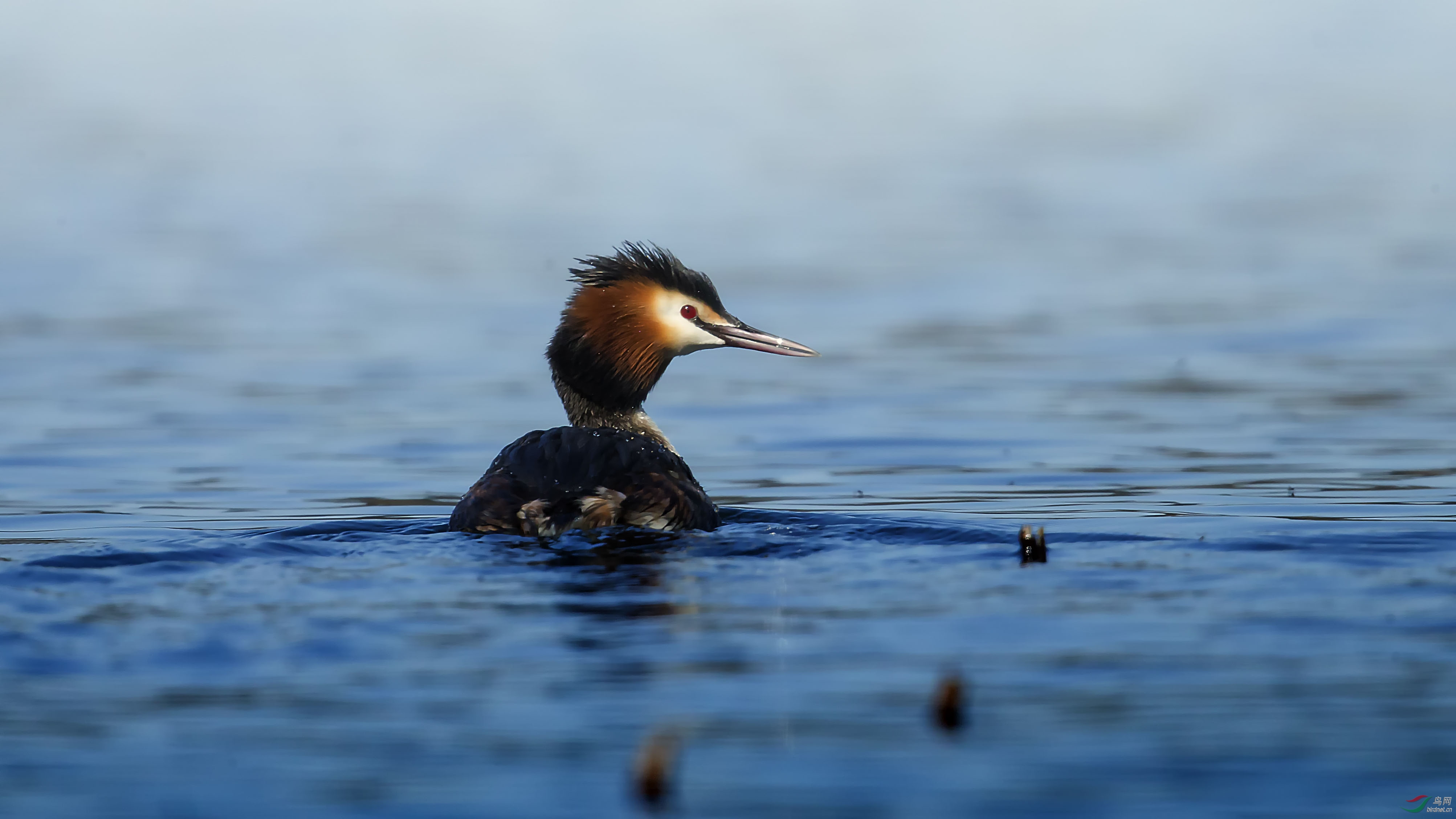 又到䴙䴘季之记录版