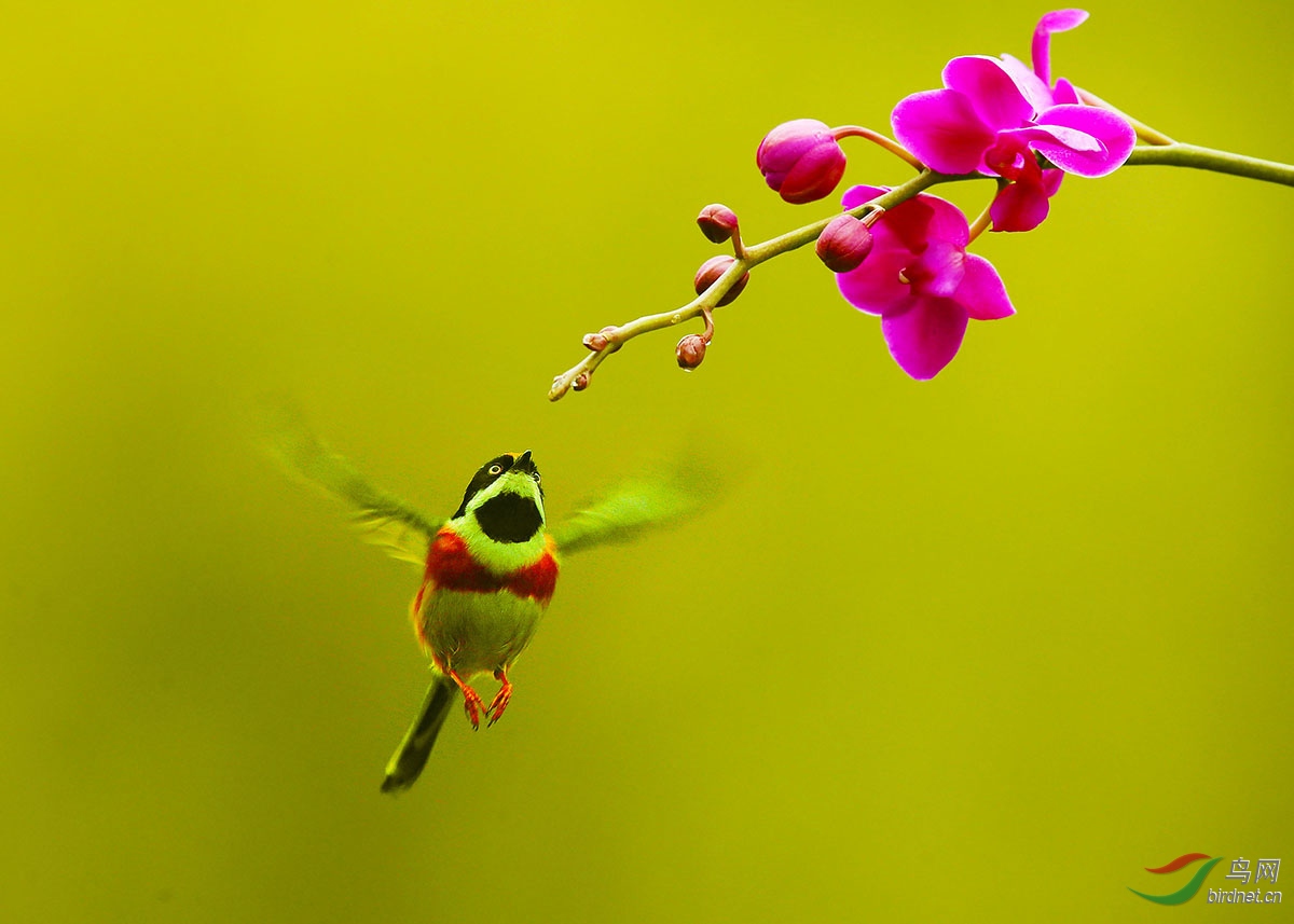 无锡的太阳鸟红头长尾山雀