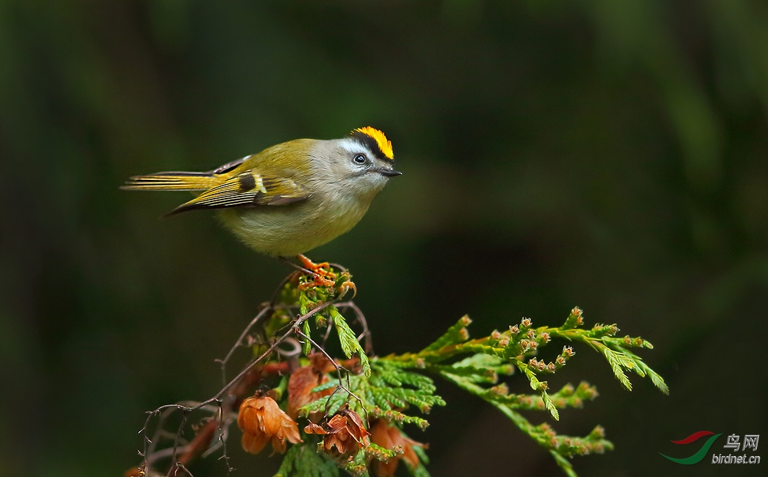 金冠戴菊金冠戴菊