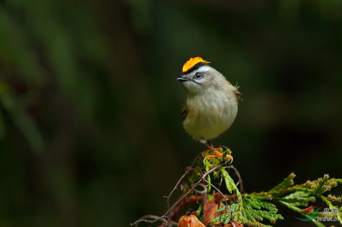 金冠戴菊金冠戴菊