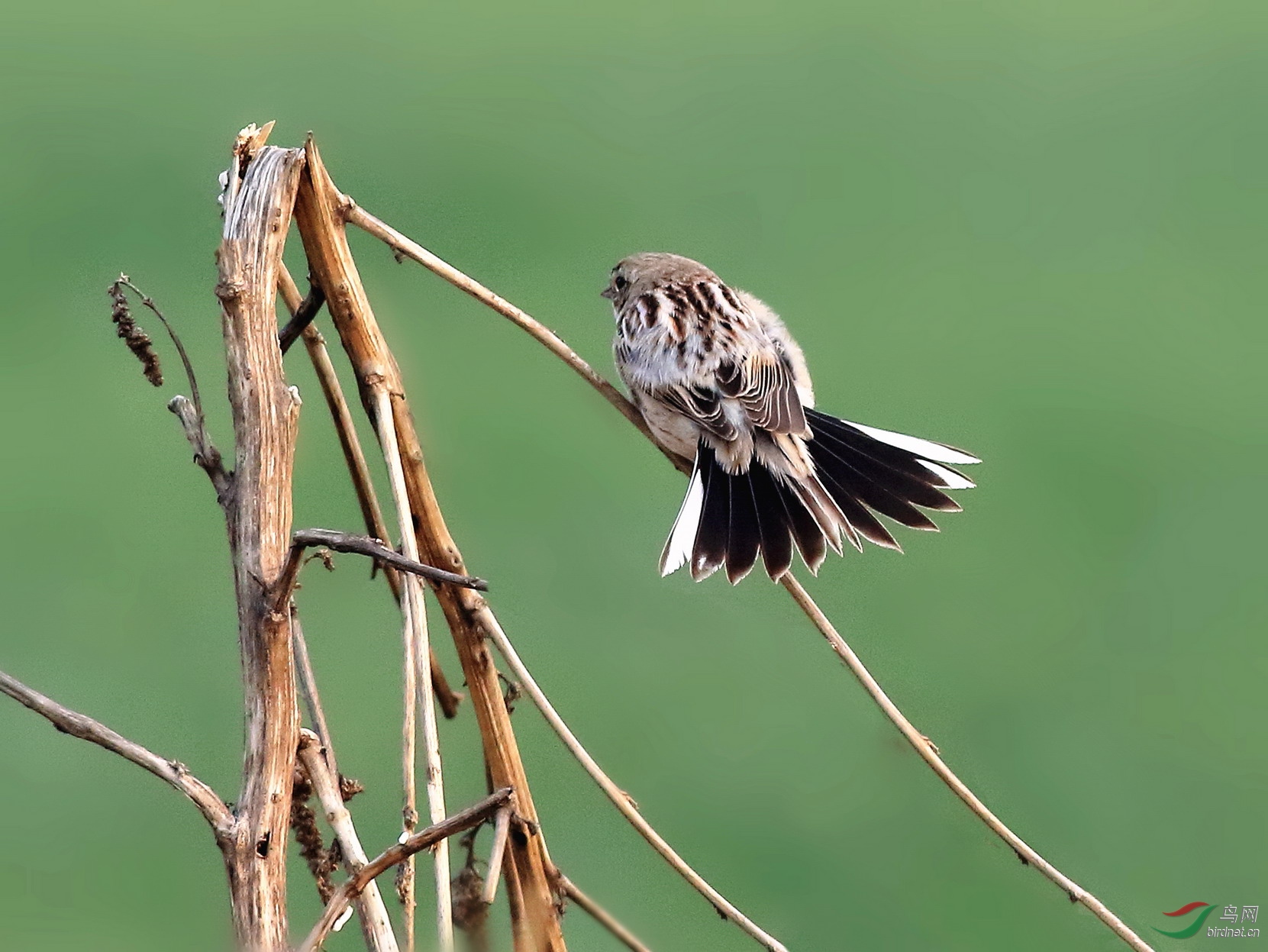很菜却也漂亮的田鹀