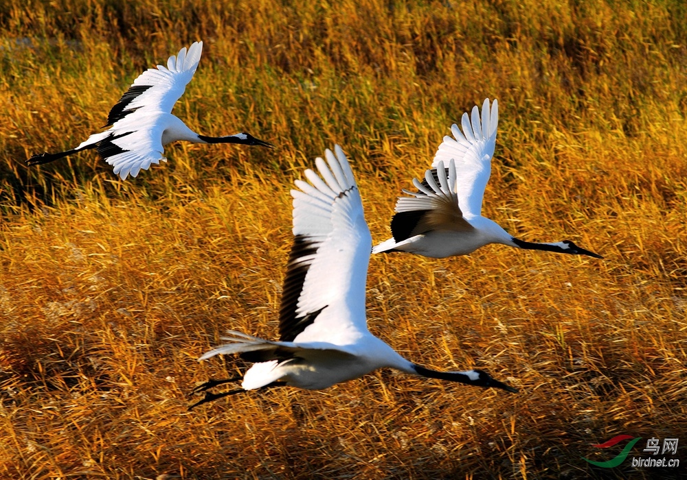 丹頂鶴飛翔賀圖1榮獲鳥網首頁精華