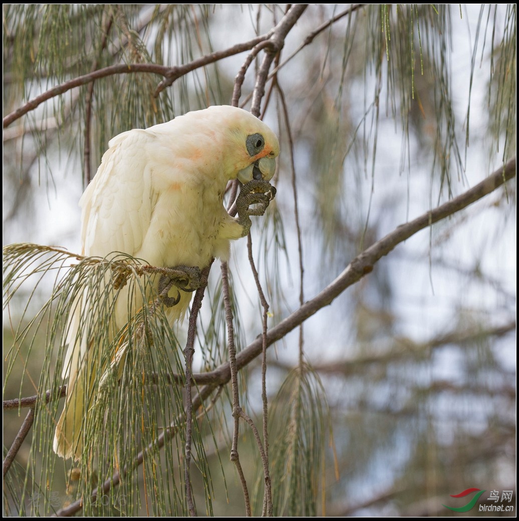 ps363长嘴凤头鹦鹉long-billed corella.jpg