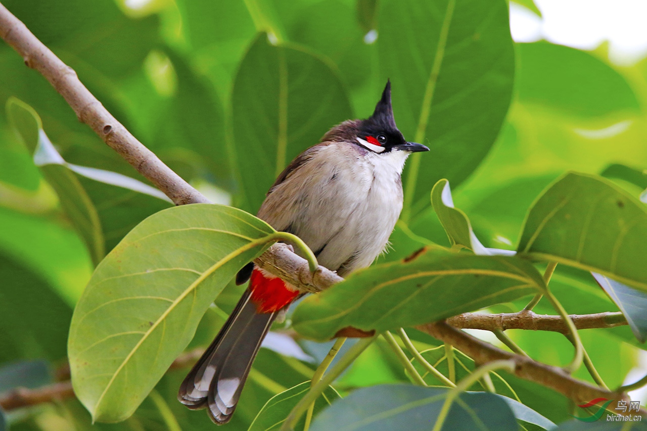 吃杨桃的红耳鹎