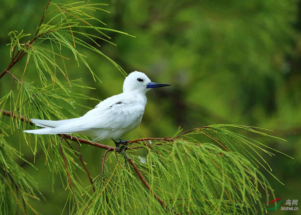 [国外] (白玄鸥)塞舌尔拍鸟--白玄鸥(～～～图1被推荐到每日精华