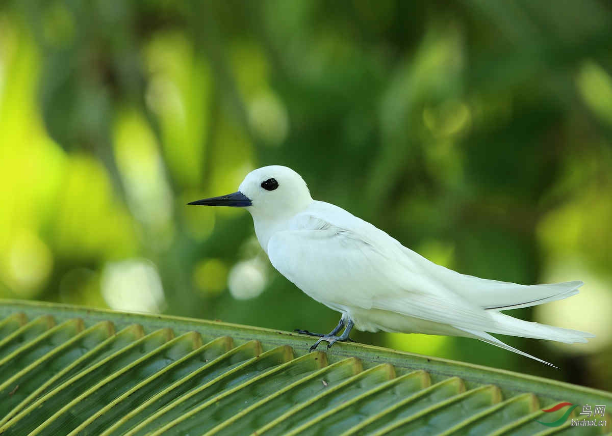 [国外] (白玄鸥)塞舌尔拍鸟--白玄鸥(～～～图1被推荐到每日精华