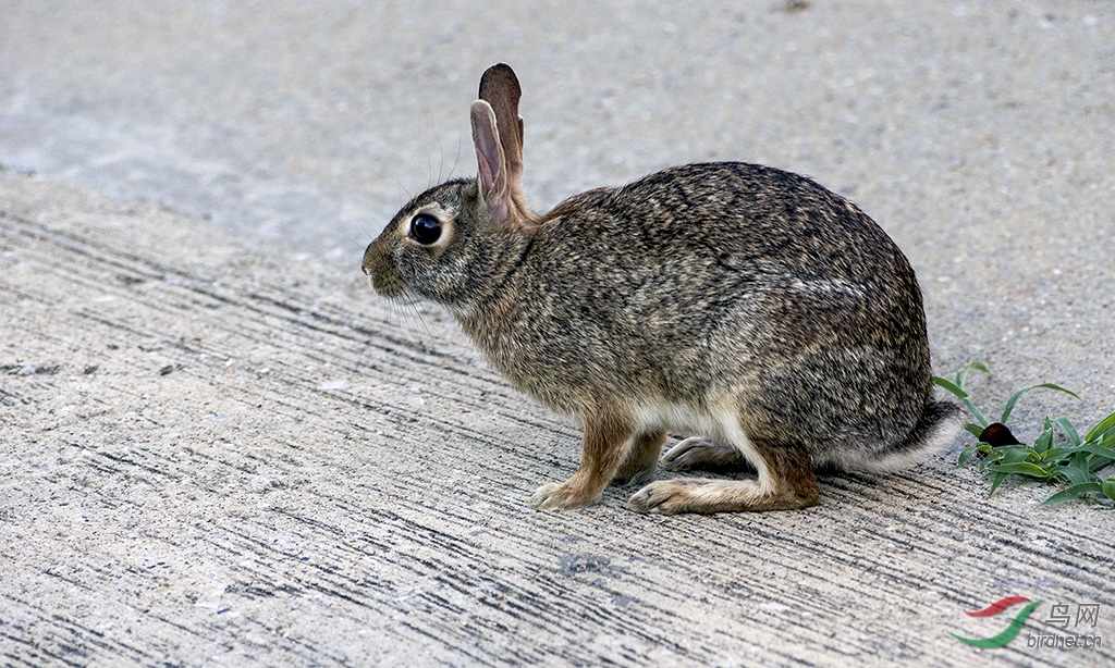 美国德州的野兔