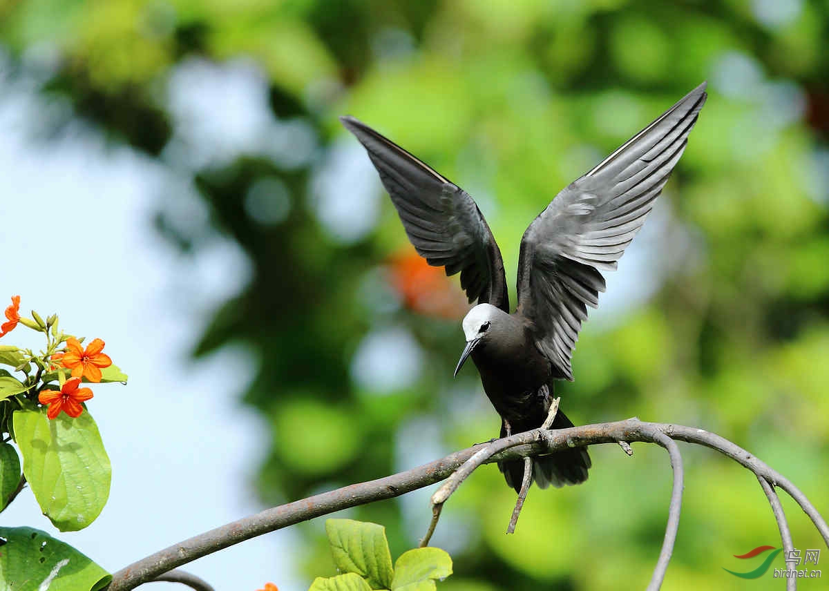 [国外] 塞舌尔拍鸟----小白顶玄燕鸥