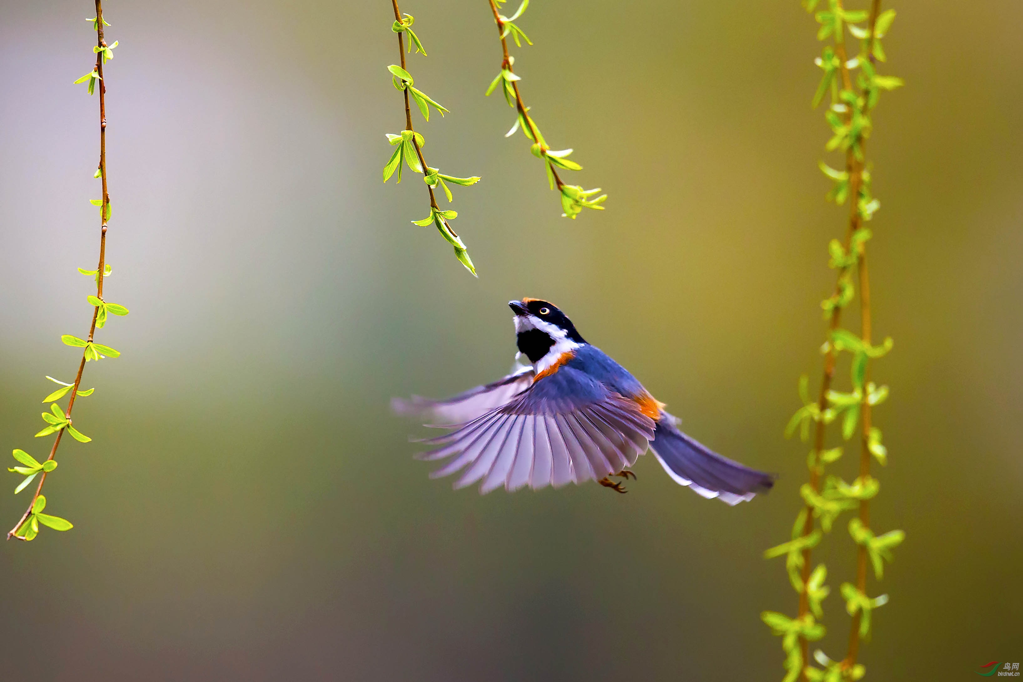 探春红头长尾山雀