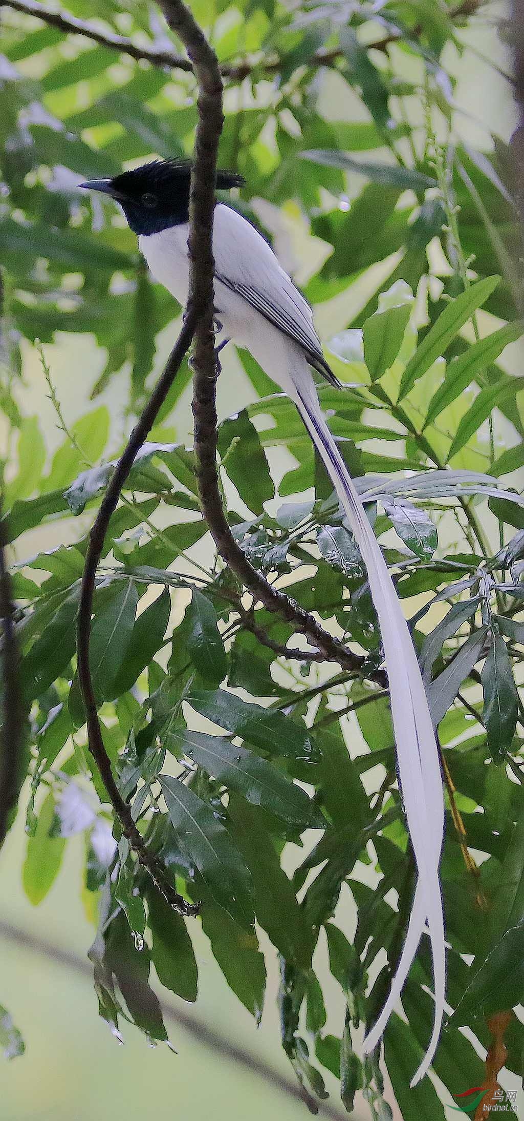 白寿带鸟