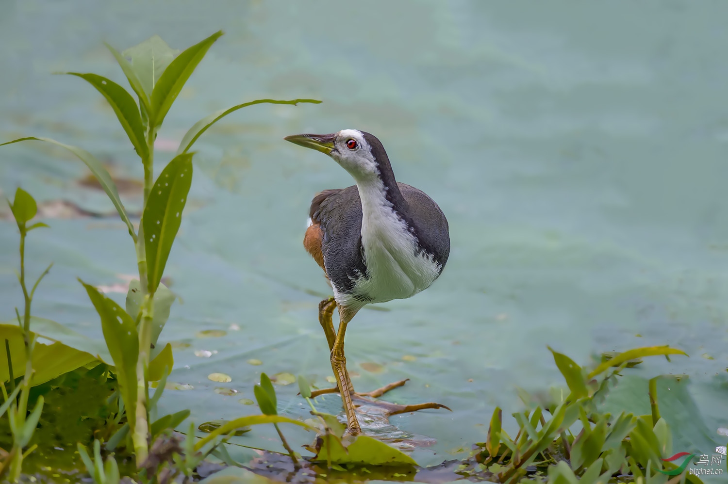 白胸苦惡鳥