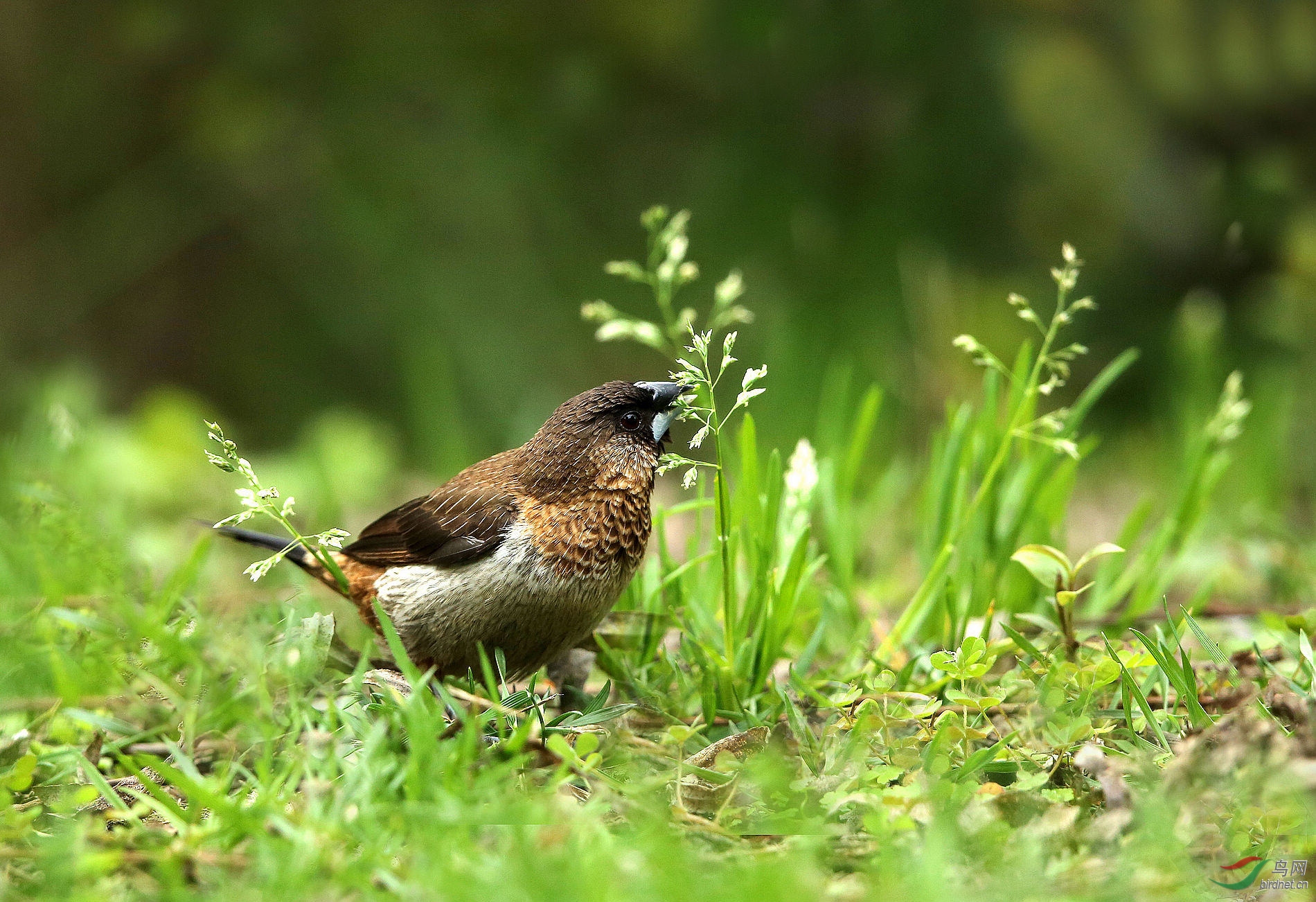 在地上吃草籽的文鸟